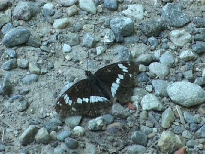 Kleiner Eisvogel ( Limenitis camilla ) : Kaiserstuhl, 15.07.2006